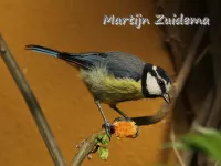 Canarische Pimpelmees [Cyanistes teneriffae hedwigii]